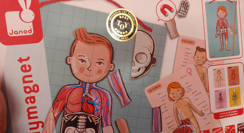 Janod Body Magnet Anatomy Learning